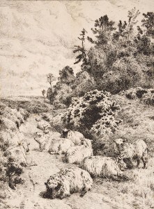 Charles Collins, Sheep