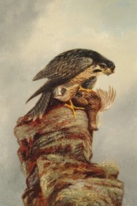 Denham Jordan, Birds of Prey, Falcon and Dead Bird