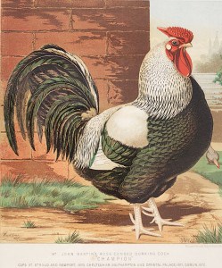 A prize-winning Dorking of the 1870s