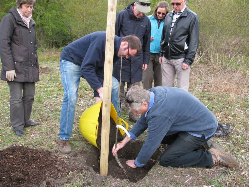 Planting New Trees