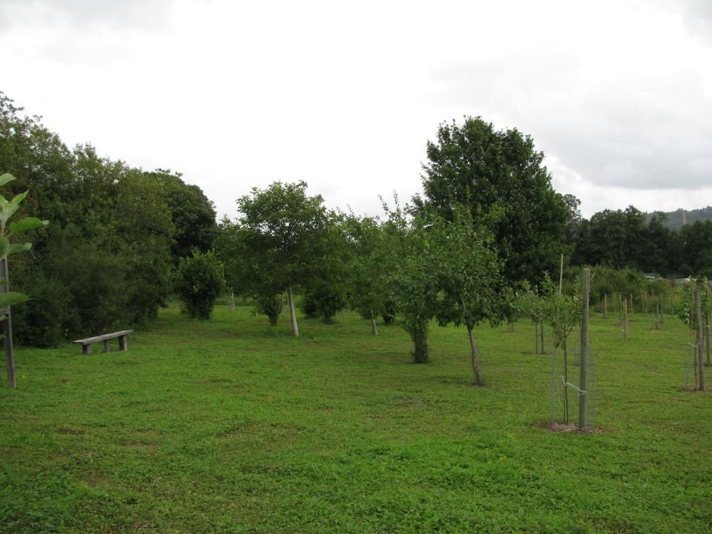 Dorking Community Orchard 1