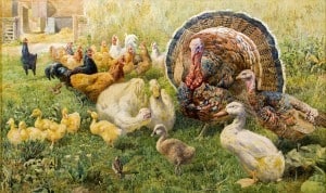 Chicken, Ducks and Turkey