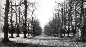 Lime Avenue leading to Bethworth Castle 1960 © Dorking Museum